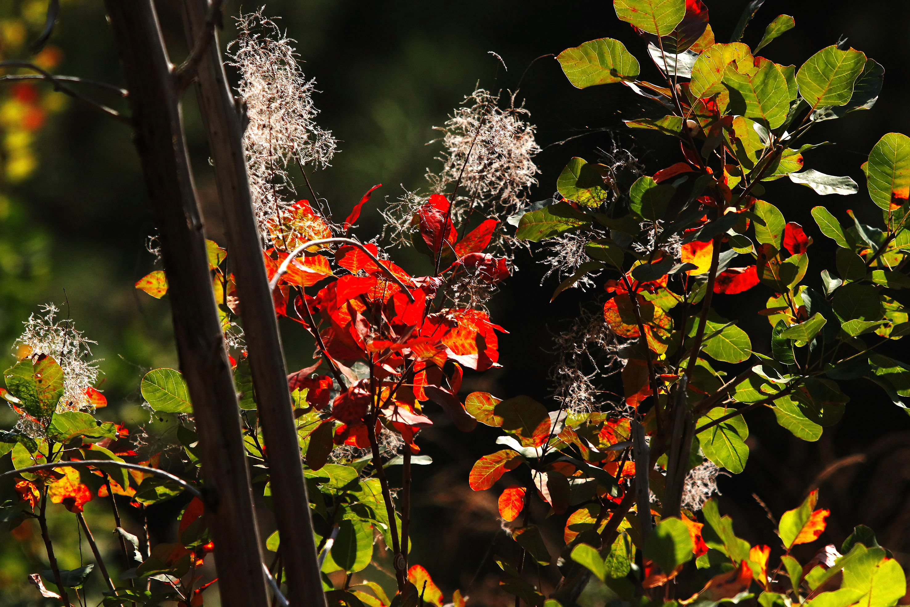 Tanjug/ Jaroslav Pap