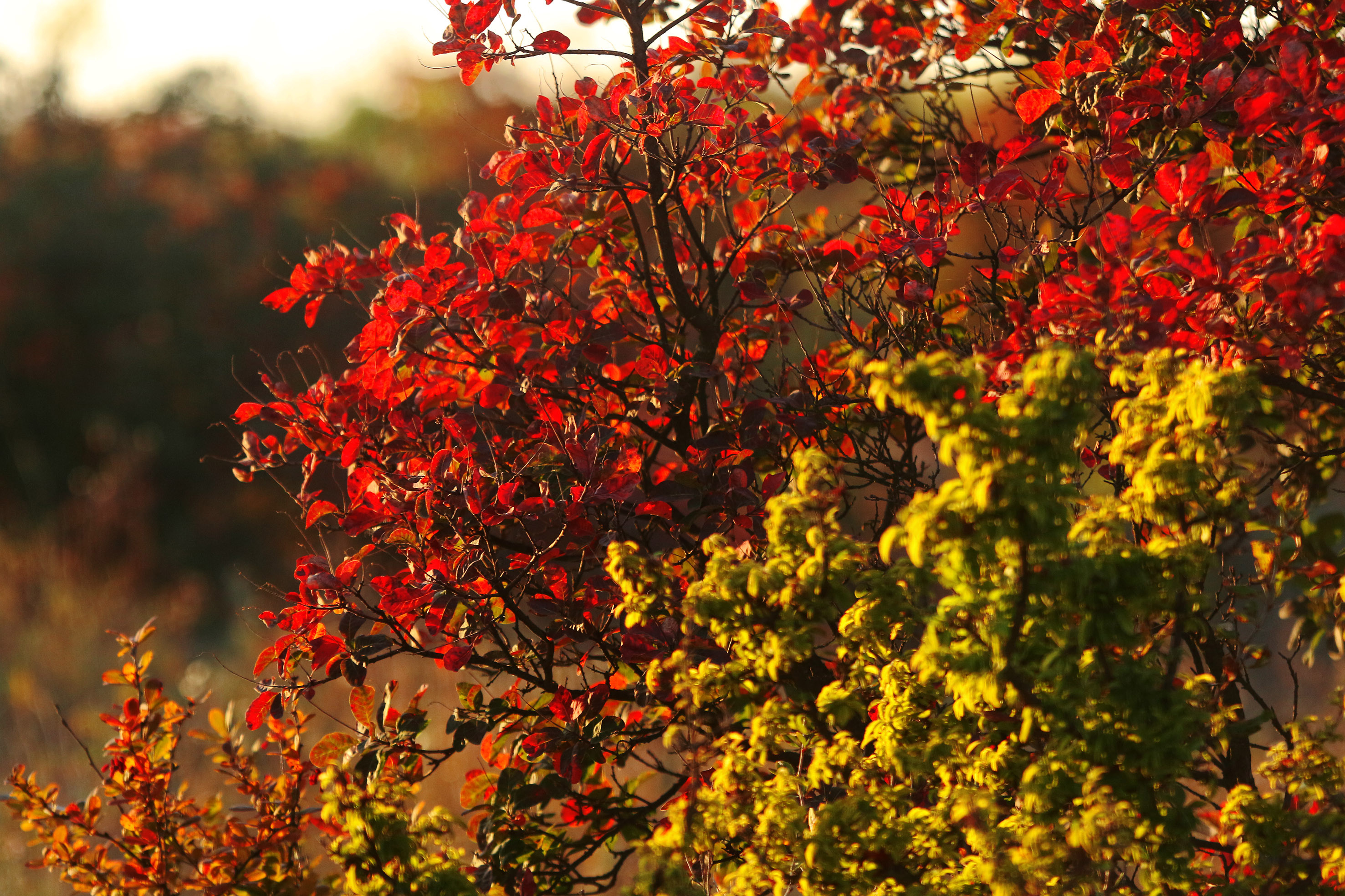 Tanjug/ Jaroslav Pap