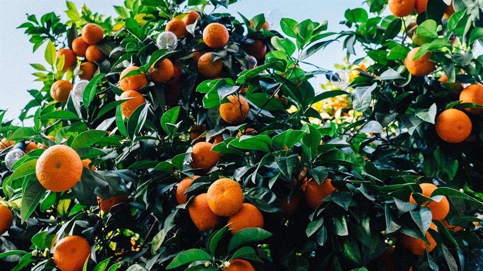 tangerines-1208301_1280