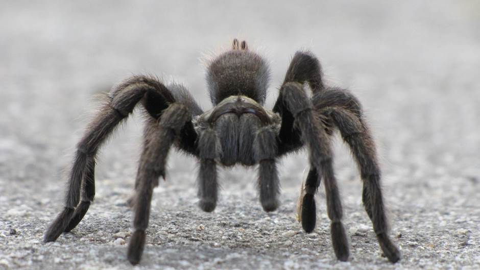 tarantula-1929351_1920