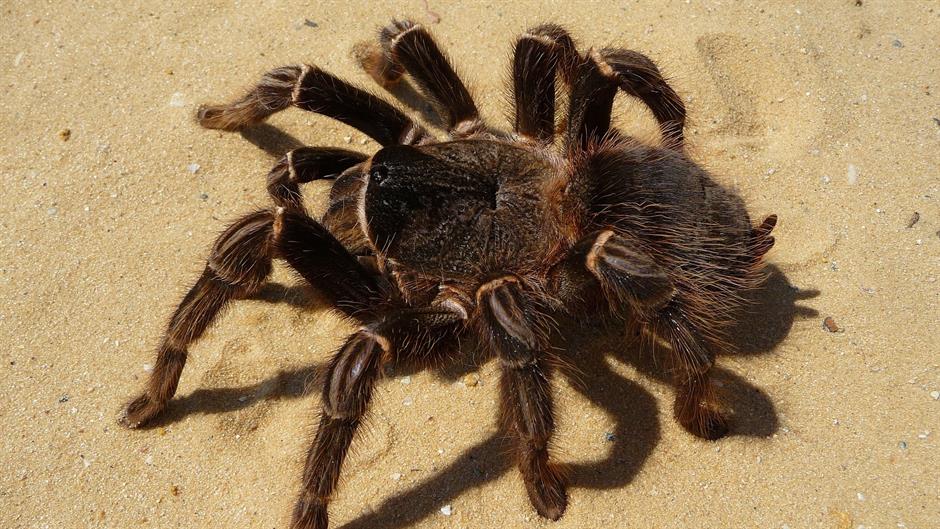 tarantula-63192_1920