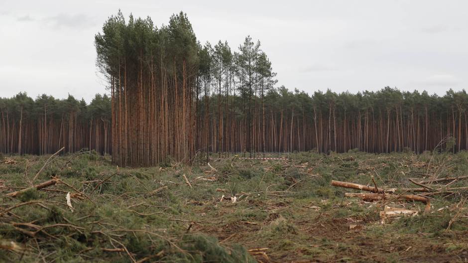 Tesla šuma njemačka