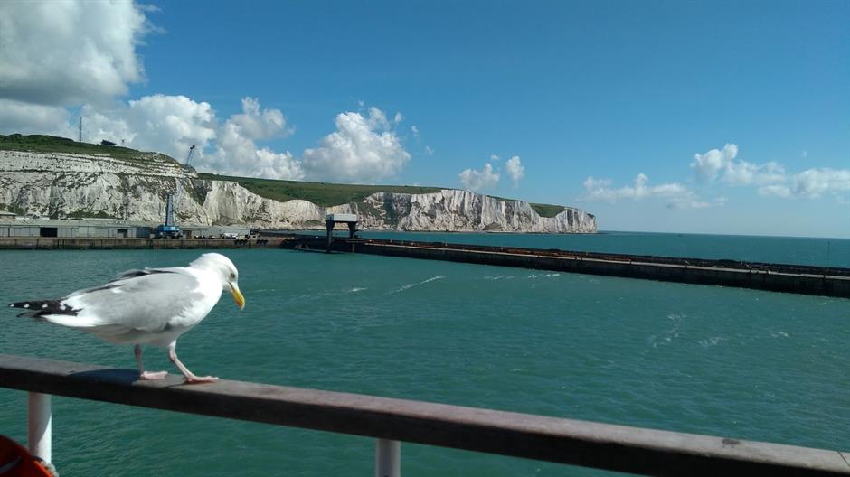 the-seagull-2712325_1920