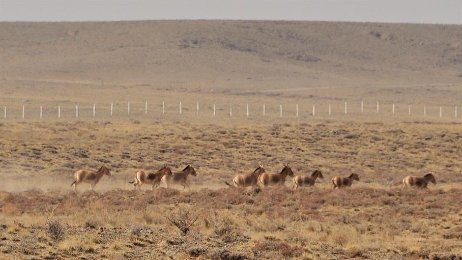 thumbnail_A - Asiatic wild ass - Petra Kaczensky