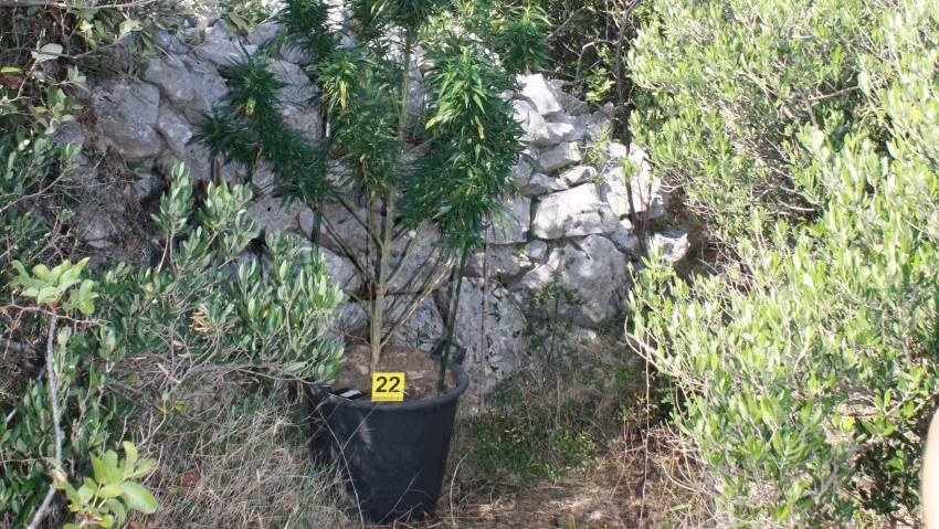 thumbnail_marihuana HVAR kolovoz 2019