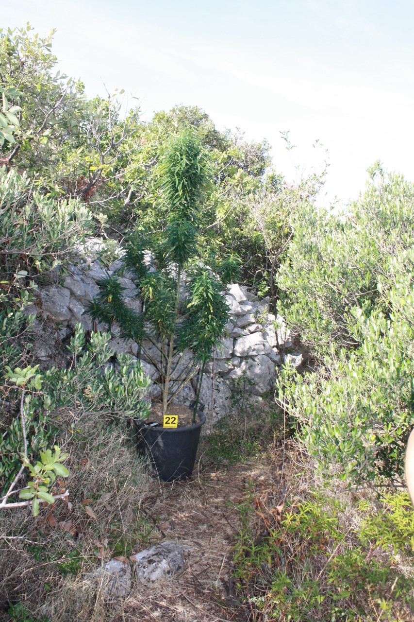 thumbnail-marihuana-hvar-kolovoz-2019-184225.jpeg