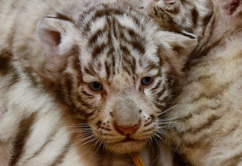 REUTERS/Leonhard Foeger