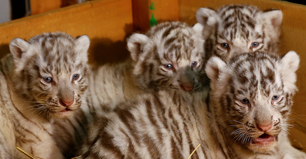 REUTERS/Leonhard Foeger