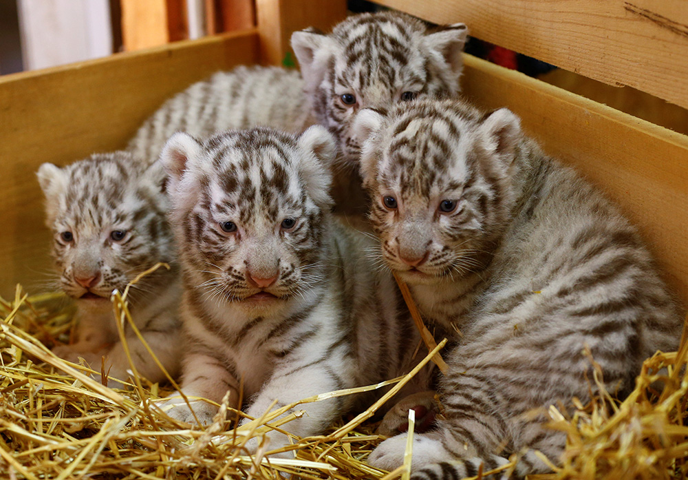 REUTERS/Leonhard Foeger