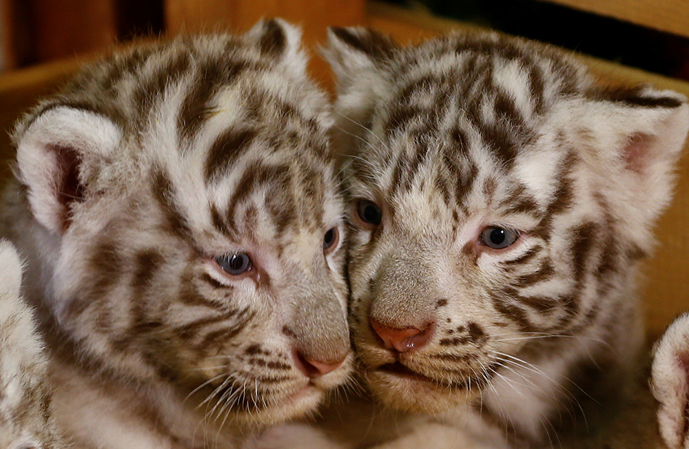 REUTERS/Leonhard Foeger