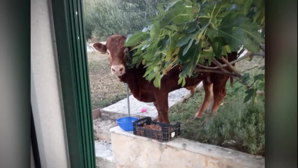 Traži se - bik Jerry!