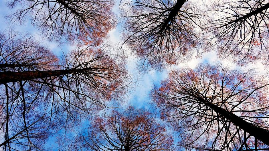 tree-tops-2991743_1920