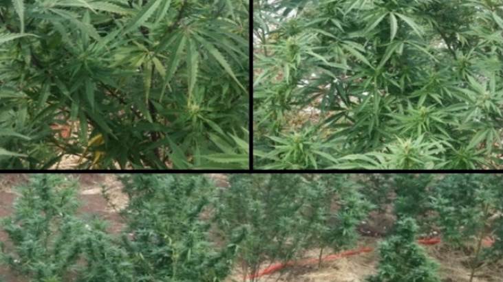 Tri stabljike marihuane