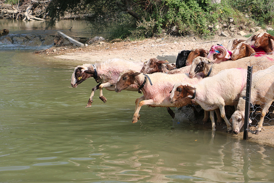 ANADOLIJA/Sebahatdin Zeyrek