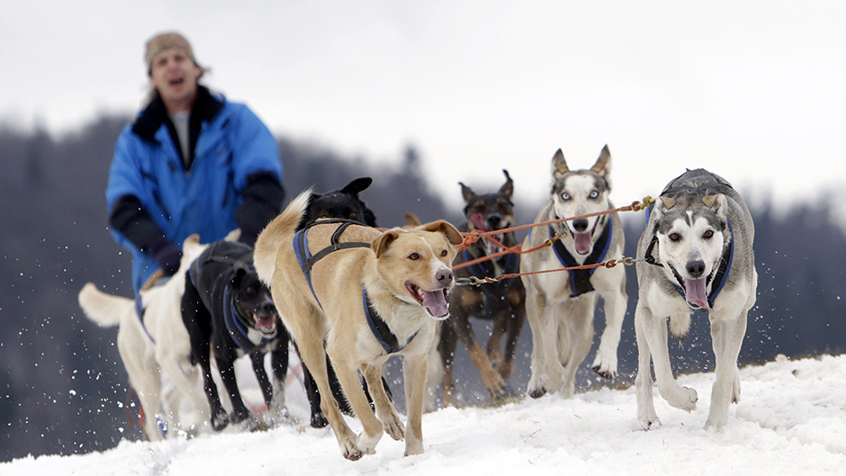 trka pasa sa saonicama (10)