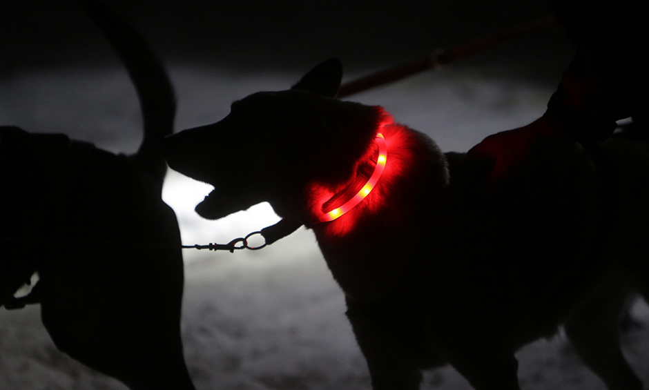 trka pasa sa saonicama (8)