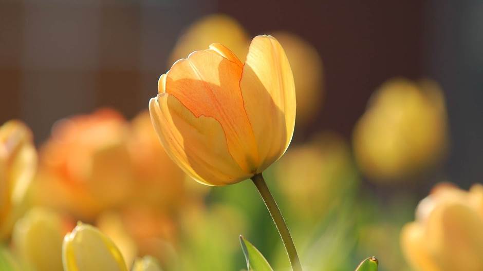 tulip-690320_1920