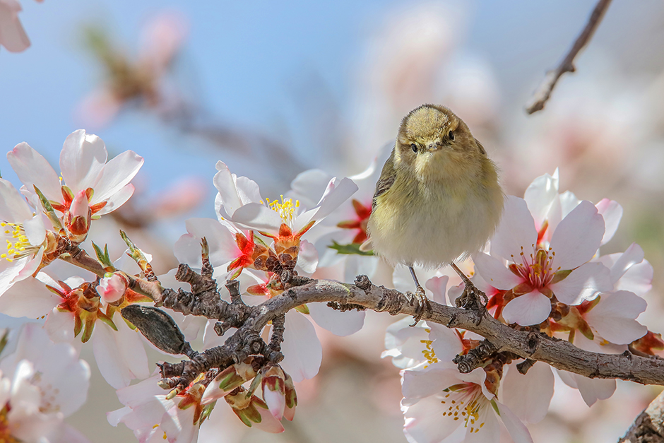 ANADOLIJA/Ali İhsan Öztürk