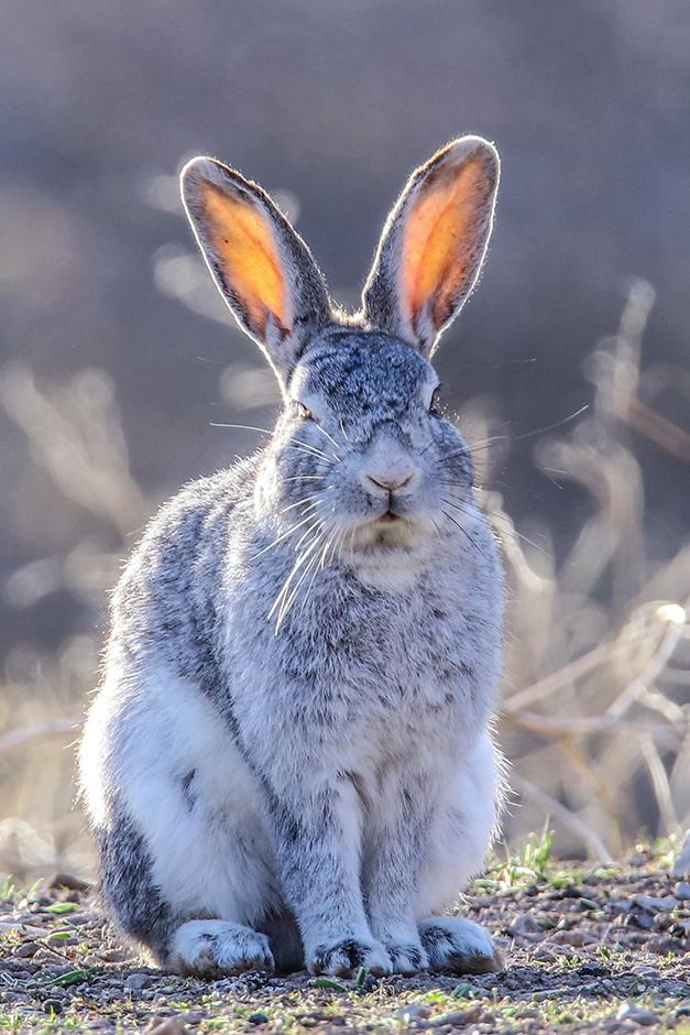 ANADOLIJA/Ali İhsan Öztürk