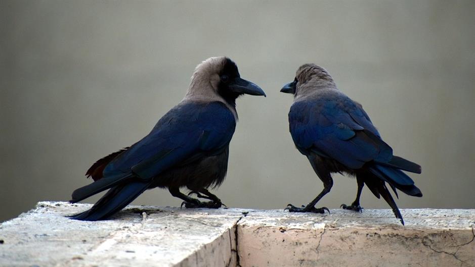 two-crows-2781519_960_720