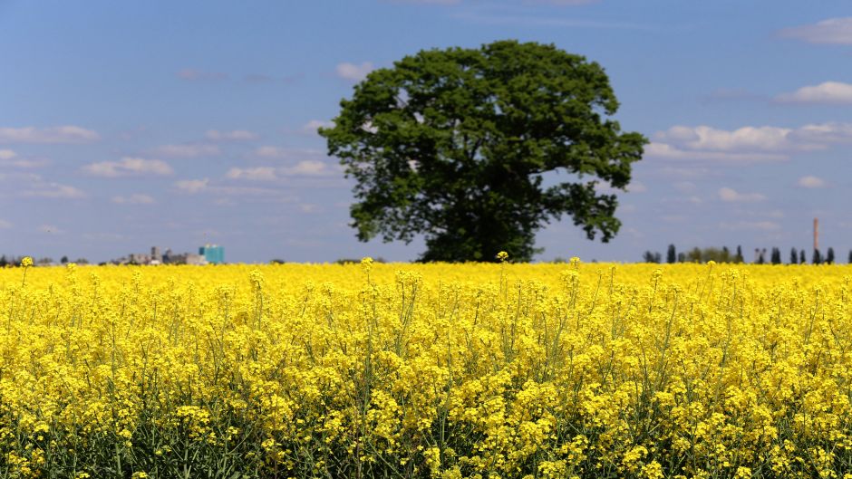 uljana_repica6-250415