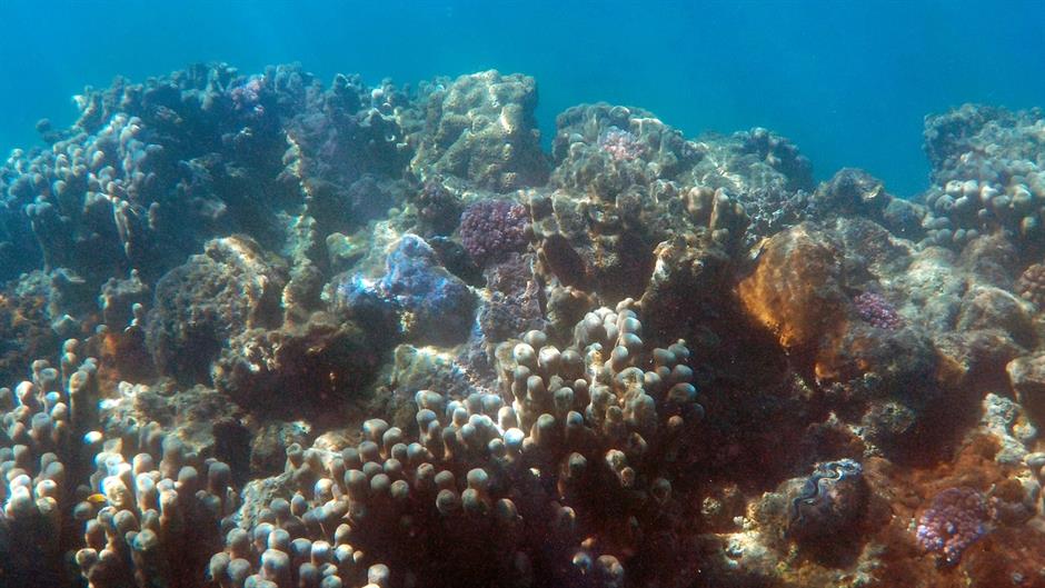 under-the-sea-401537_1280