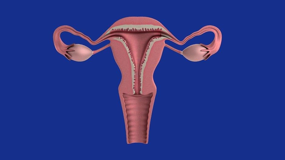 uterus-1089344_960_720