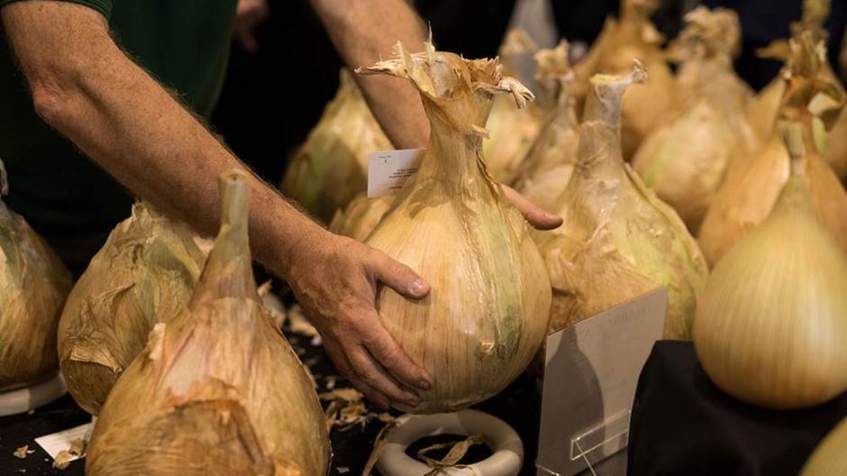 veliko povrce foto afp OLI SCARFF (1)