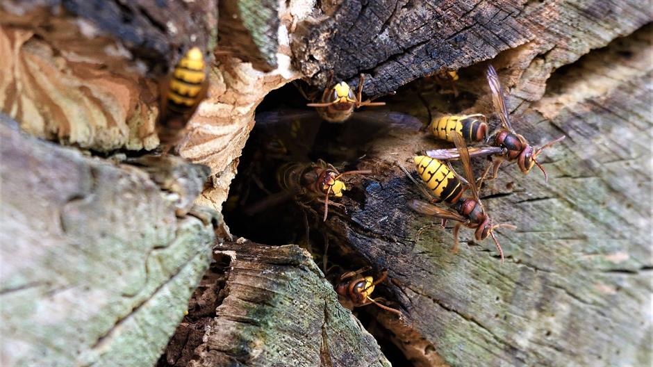 vespa-crabro-3608923_1920