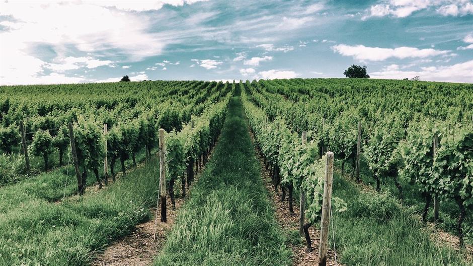 vineyard-1621994_1280