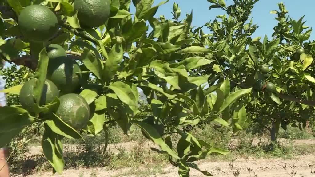 Voćari iz neretvanske doline i dalje nezadovoljni stanjem u poljoprivredi