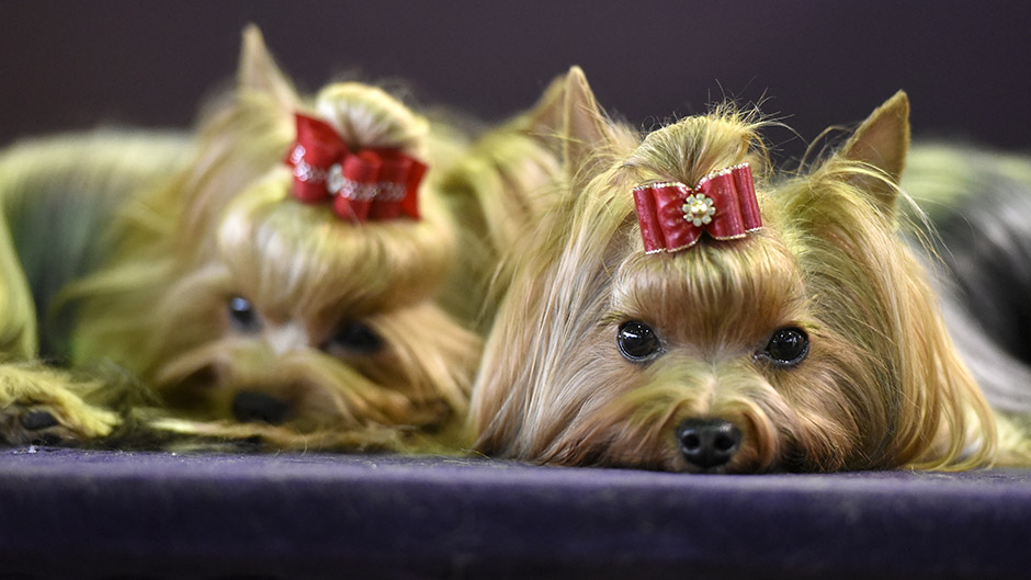 Westminster afp (12)