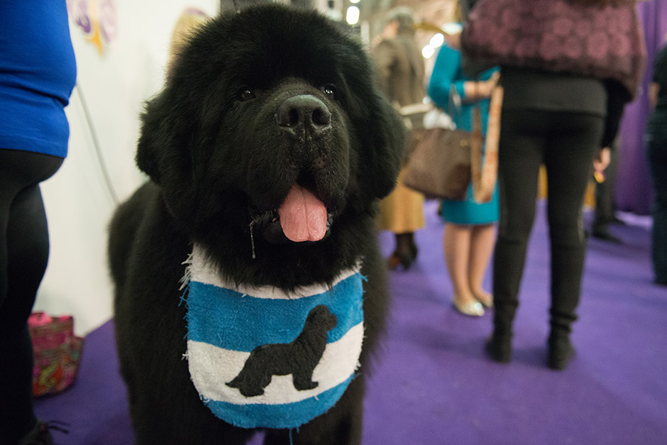 Westminster afp (18)