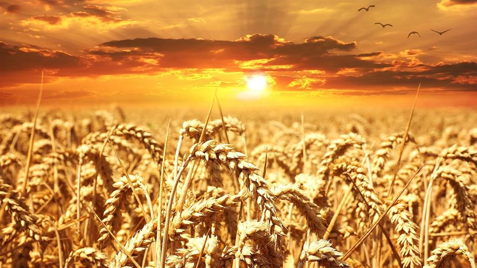 wheat-field-640960_1920