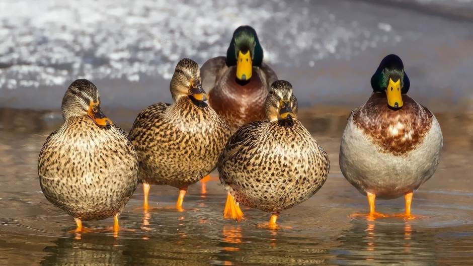 white-and-brown-wild-duck-on-water-112548