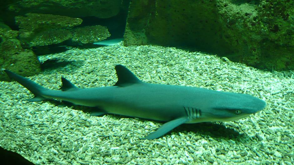 whitetip-shark-586792-1920-42179.jpeg