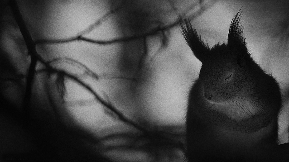 Winter pause © Mats Andersson - Wildlife Photographer of the Year 1