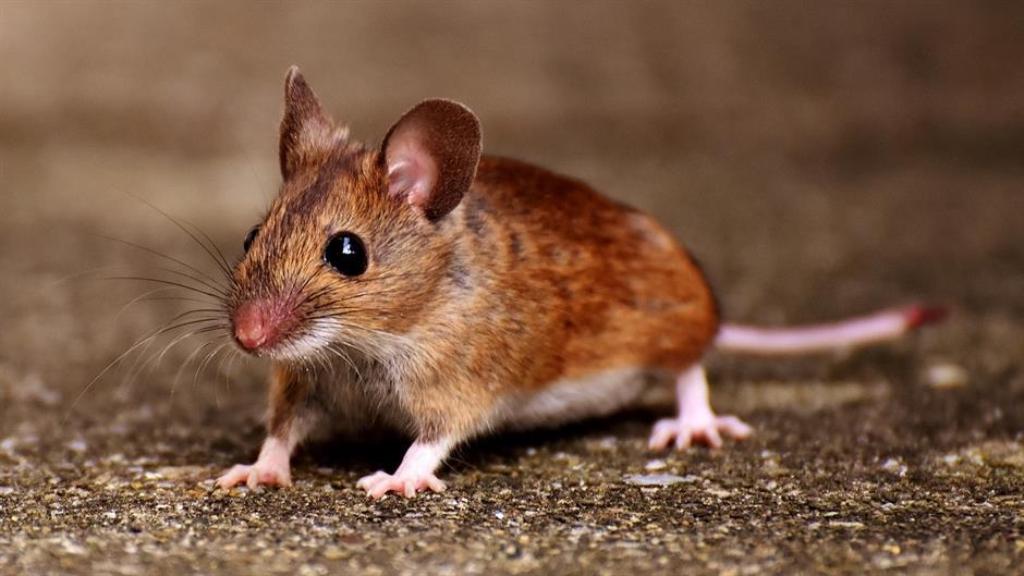 wood-mouse-2826216_1280