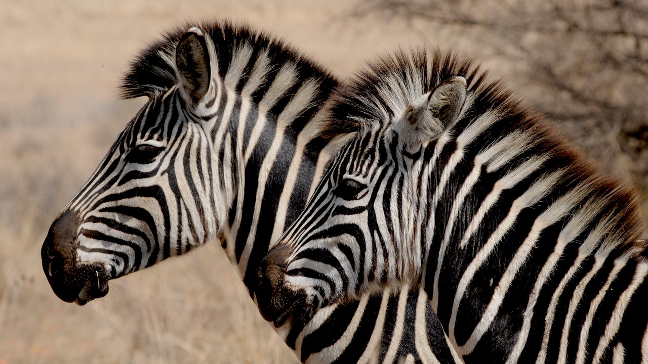 zebra-927272_1280