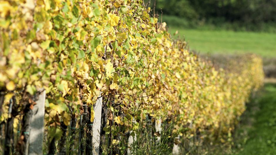 ZeljkoHajdinjak_medjimurje_jesen3-121014