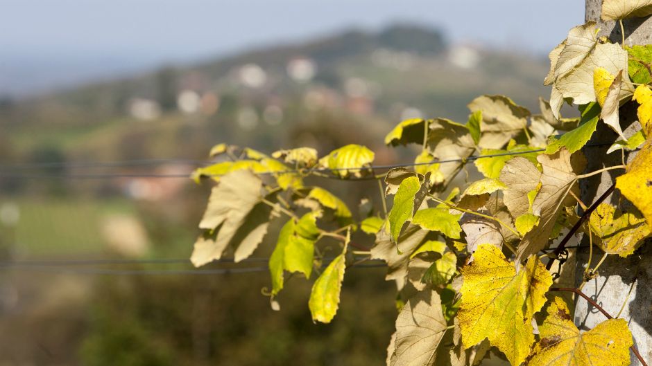 Cropix/Željko Hajdinjak