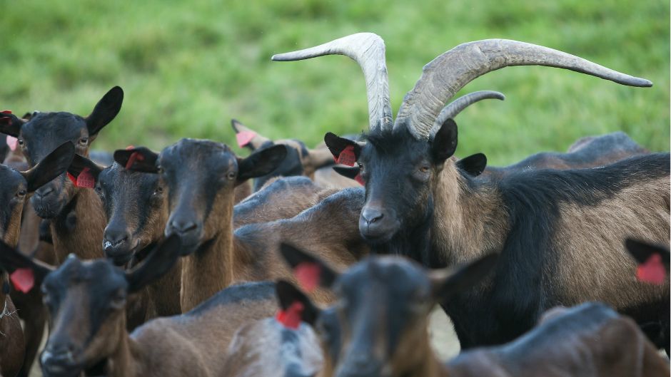 Cropix/Željko Hajdinjak