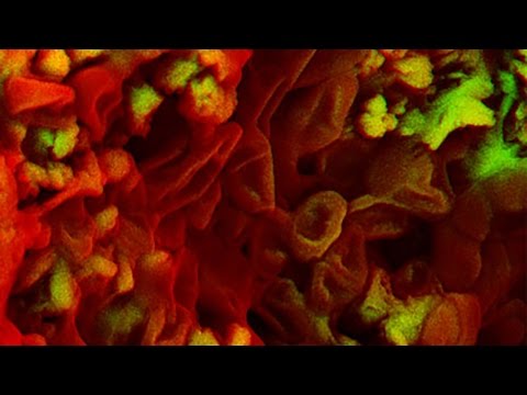 Znanstvenici otkrili očuvanu krv dinosaura