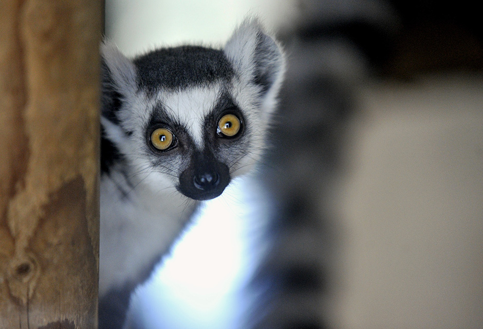 Cropix/Srđan Vrančić