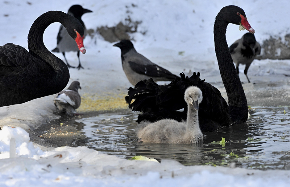 Cropix/Srđan Vrančić