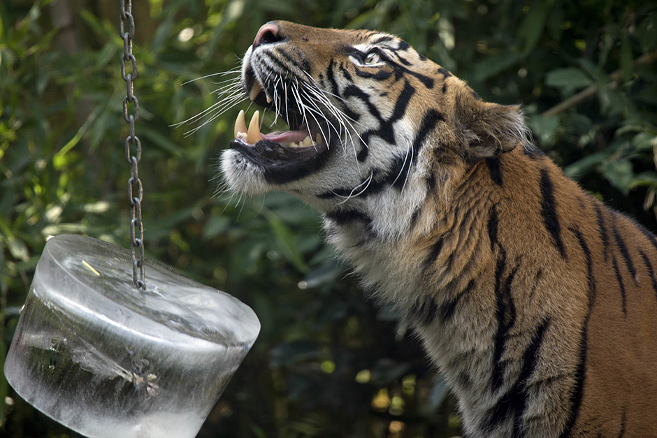 Tanjug/AP/Andrew Medichini