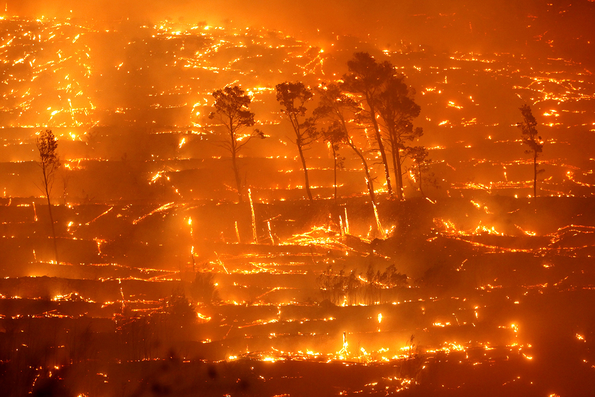 Zvonimir-Barišin-Priroda-Šuma koja nestaje
