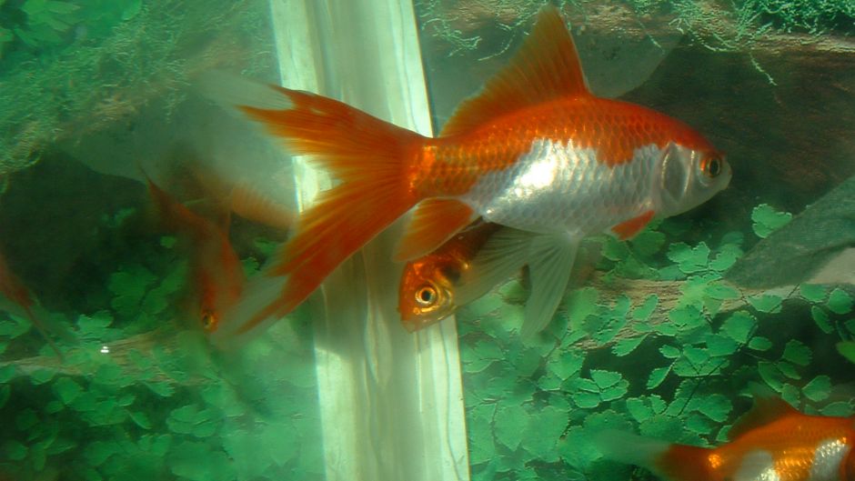 Ribica dobila novo oko kako je druge ribe više ne bi gnjavile