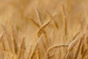 Pšenica, žito