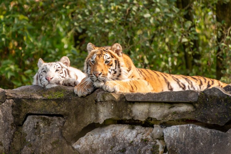 zoo, bijeli tigar, tigar